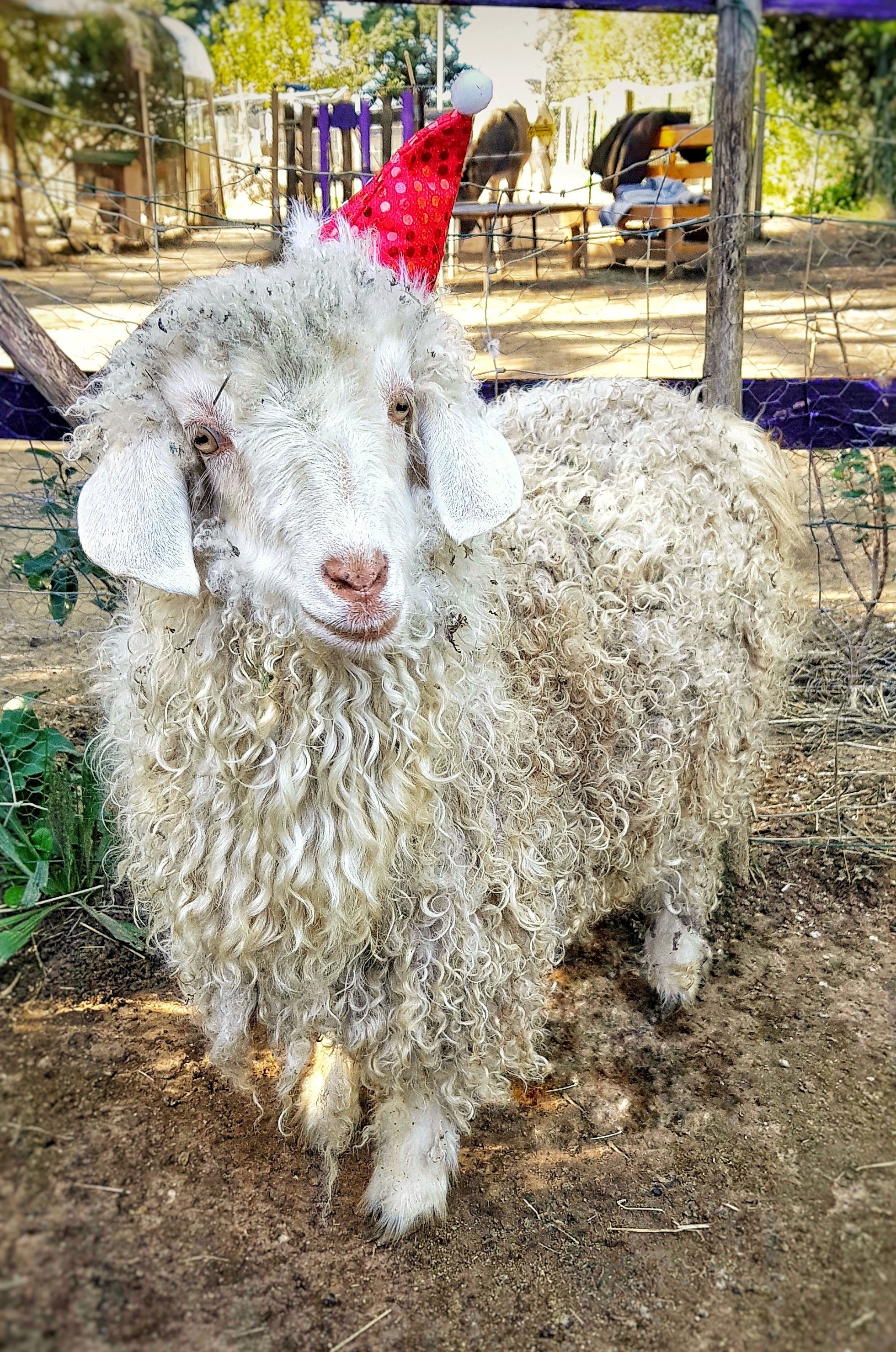 Castagnette la chèvre mohair