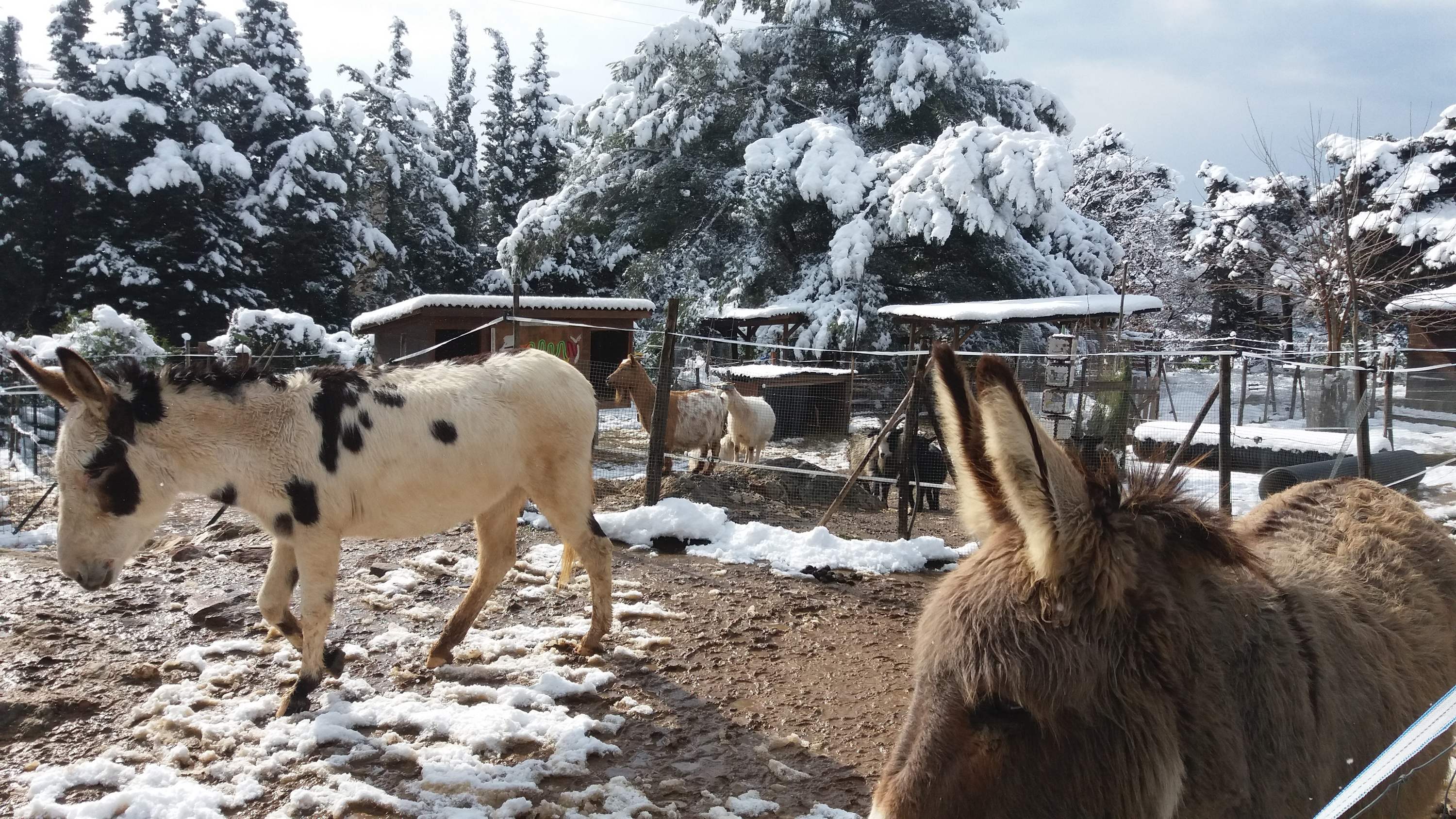 Animaux sous la neige