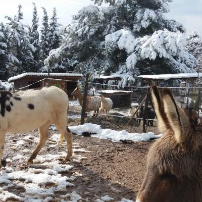 Animaux sous la neige