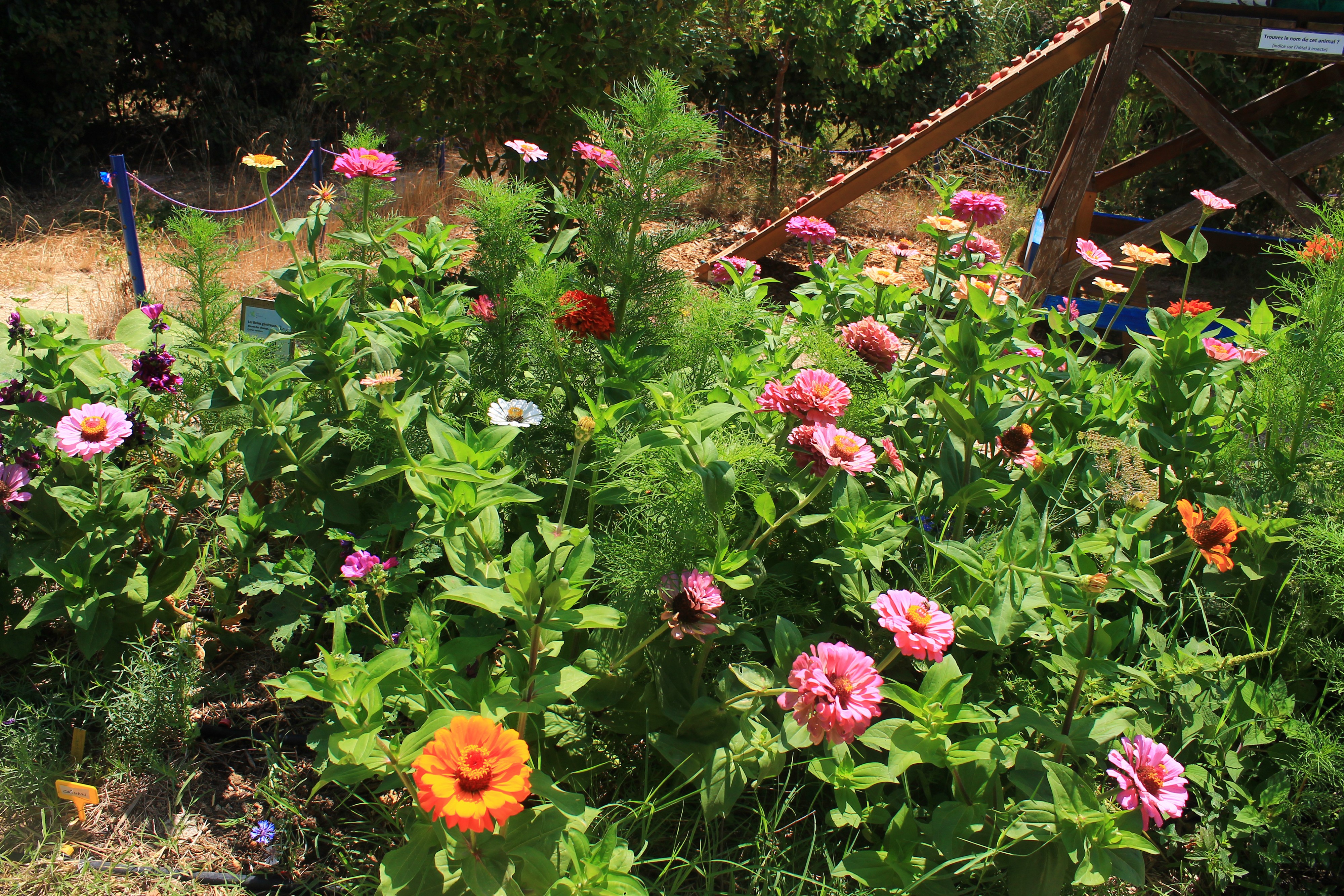 Tout en fleurs